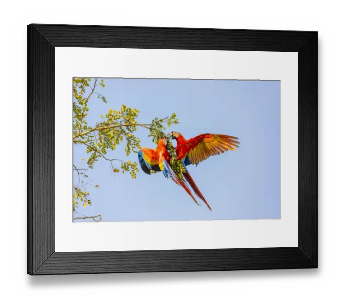 Framed Print : Central America, Costa Rica. Scarlet macaw pair in tree
