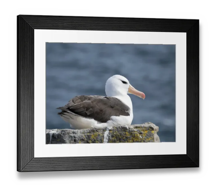Framed Print : Black-browed albatross or black-browed mollymawk (Thalassarche melanophris). South America Framed Print : Black-browed albatross or black-browed mollymawk (Thalassarche melanophris). South America