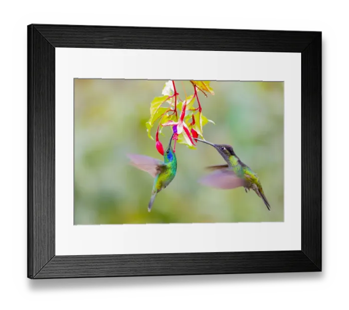 Framed Print : Central America, Costa Rica. Male hummingbirds feeding