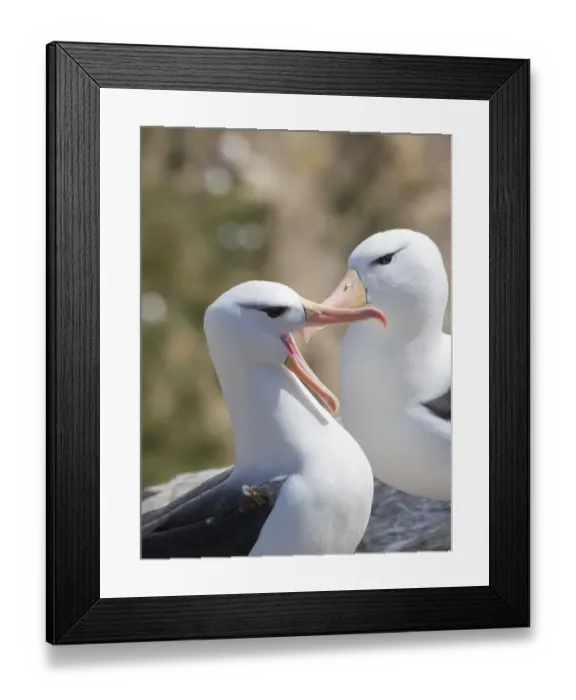 Framed Print : Black-browed albatross or black-browed mollymawk (Thalassarche melanophris), typical courtship Framed Print : Black-browed albatross or black-browed mollymawk (Thalassarche melanophris), typical courtship