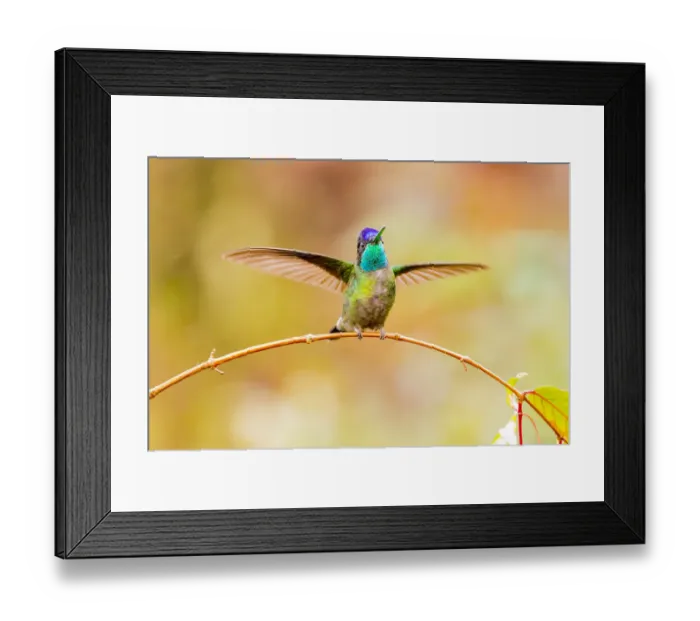 Framed Print : Central America, Costa Rica. Male talamanca hummingbird Framed Print : Central America, Costa Rica. Male talamanca hummingbird