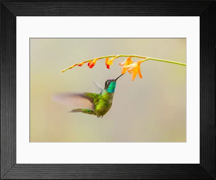 Framed Print : Central America, Costa Rica. Male talamanca hummingbird feeding