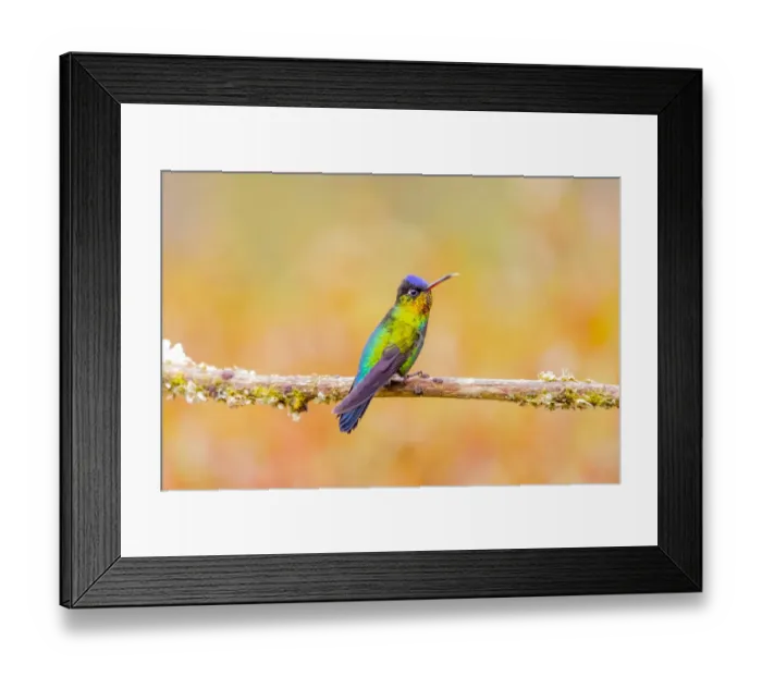 Framed Print : Central America, Costa Rica. Male fiery-throated hummingbird Framed Print : Central America, Costa Rica. Male fiery-throated hummingbird