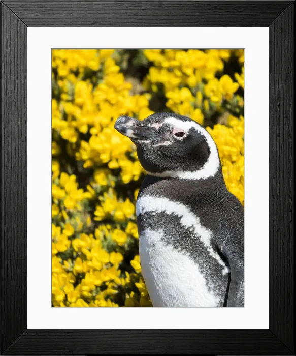 Framed Print : Magellanic Penguin (Spheniscus magellanicus) at burrow in front of yellow flowering gorse Framed Print : Magellanic Penguin (Spheniscus magellanicus) at burrow in front of yellow flowering gorse