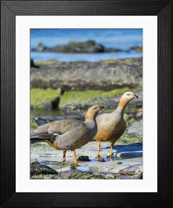 Framed Print : Ruddy-headed Goose (Chloephaga rubidiceps) in tidal area of Carcass Island, Falkland Framed Print : Ruddy-headed Goose (Chloephaga rubidiceps) in tidal area of Carcass Island, Falkland