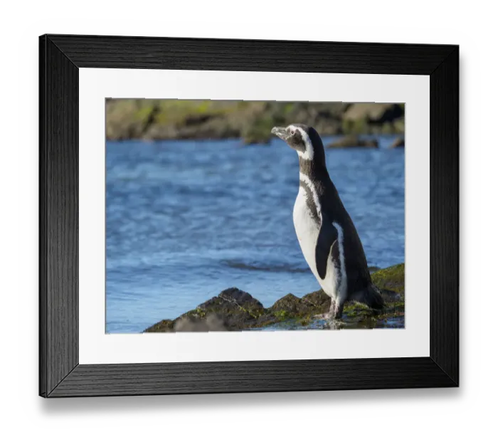 Framed Print : Magellanic Penguin (Spheniscus magellanicus) at rocky shore