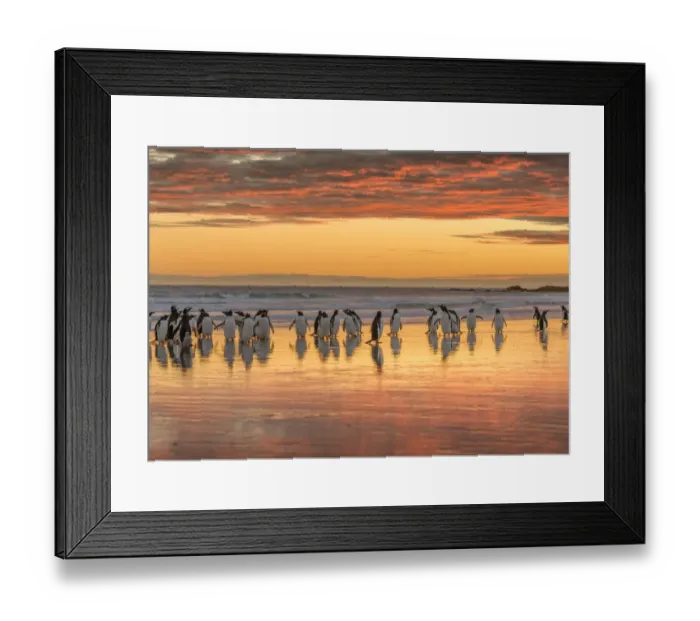 Framed Print : Gentoo Penguin (Pygoscelis papua) on the sandy beach of Volunteer Point. South America Framed Print : Gentoo Penguin (Pygoscelis papua) on the sandy beach of Volunteer Point. South America