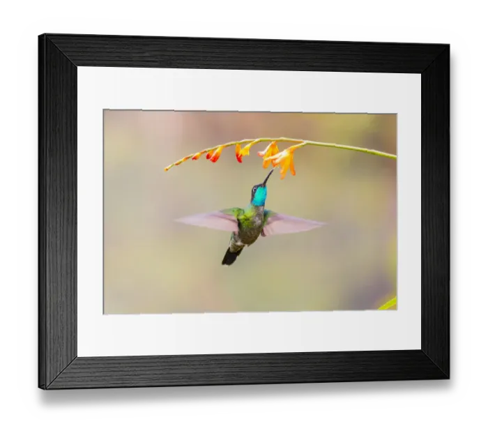 Framed Print : Central America, Costa Rica. Male talamanca hummingbird feeding Framed Print : Central America, Costa Rica. Male talamanca hummingbird feeding
