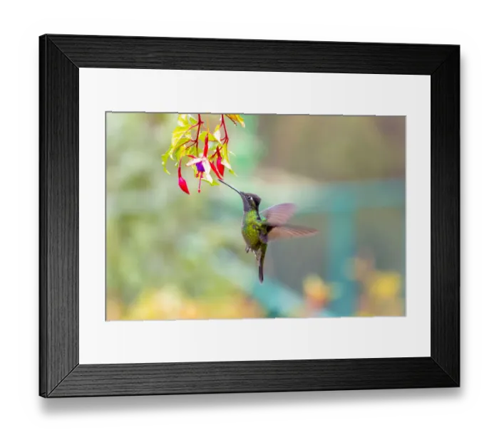 Framed Print : Central America, Costa Rica. Male talamanca hummingbird feeding Framed Print : Central America, Costa Rica. Male talamanca hummingbird feeding