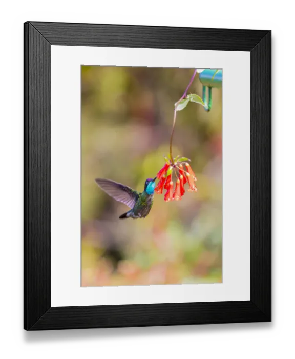 Framed Print : Central America, Costa Rica. Male talamanca hummingbird feeding