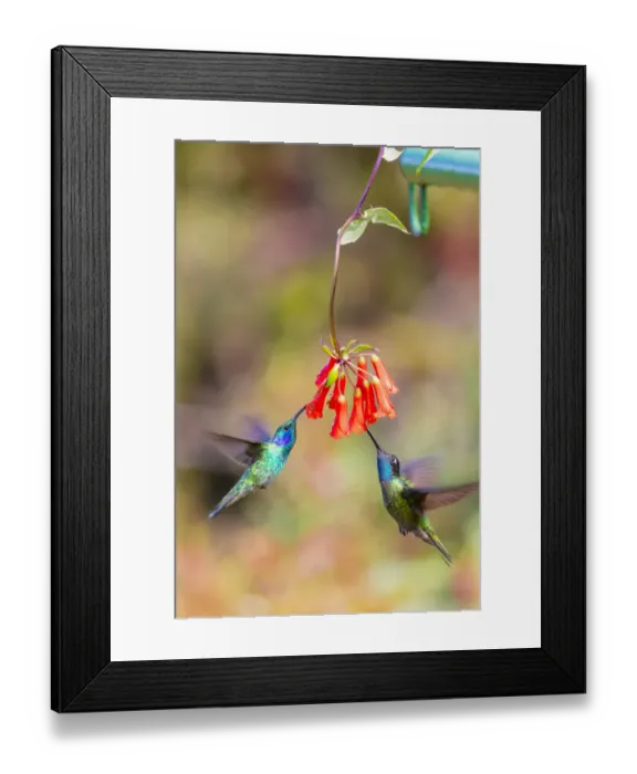 Framed Print : Central America, Costa Rica. Male hummingbirds feeding Framed Print : Central America, Costa Rica. Male hummingbirds feeding