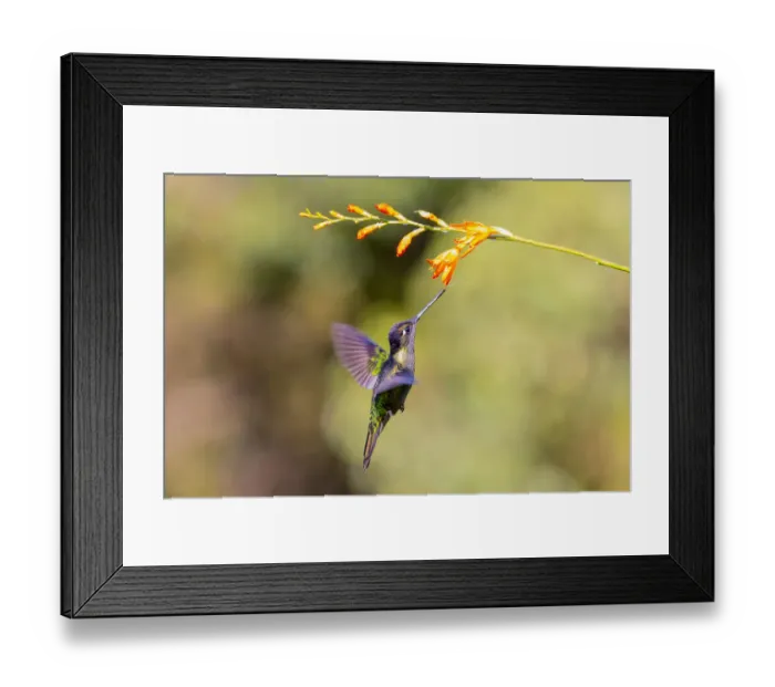 Framed Print : Central America, Costa Rica. Male talamanca hummingbird feeding Framed Print : Central America, Costa Rica. Male talamanca hummingbird feeding