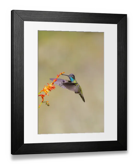 Framed Print : Central America, Costa Rica. Male talamanca hummingbird feeding