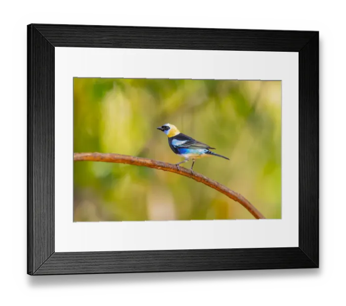 Framed Print : Central America, Costa Rica. Male golden-hooded tanager Framed Print : Central America, Costa Rica. Male golden-hooded tanager
