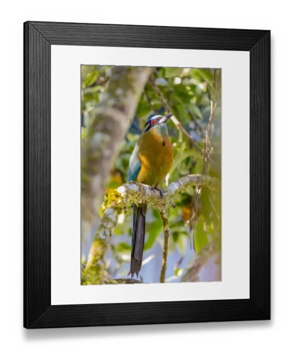 Framed Print : Central America, Costa Rica. Lessons motmot bird in tree Framed Print : Central America, Costa Rica. Lessons motmot bird in tree