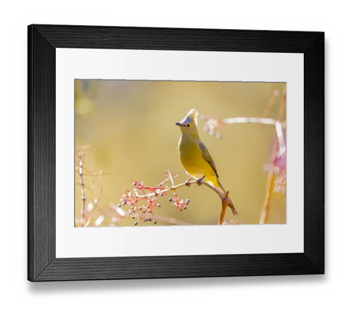 Framed Print : Central America, Costa Rica. Female long-tailed silky-flycatcher