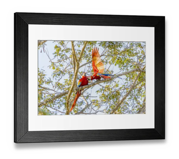Framed Print : Central America, Costa Rica. Scarlet macaw pair in tree Framed Print : Central America, Costa Rica. Scarlet macaw pair in tree
