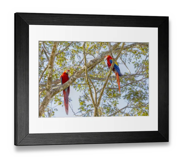 Framed Print : Central America, Costa Rica. Scarlet macaw pair in tree