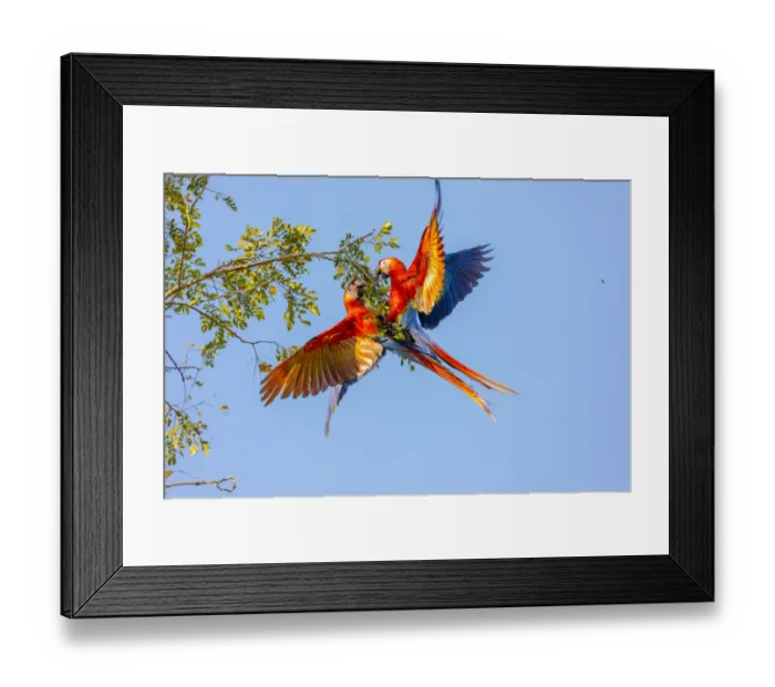 Framed Print : Central America, Costa Rica. Scarlet macaw pair in tree Framed Print : Central America, Costa Rica. Scarlet macaw pair in tree