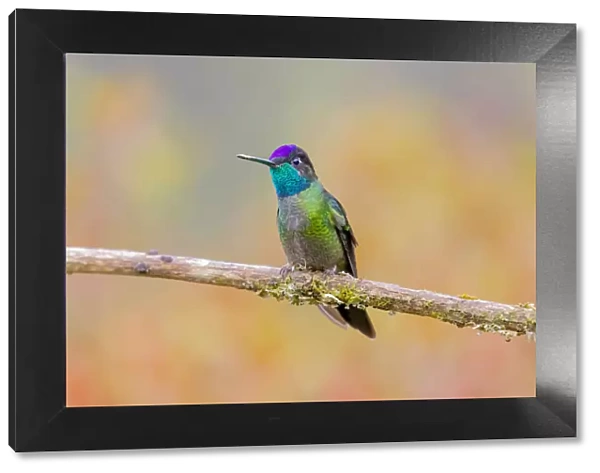 Central America, Costa Rica. Male talamanca hummingbird
