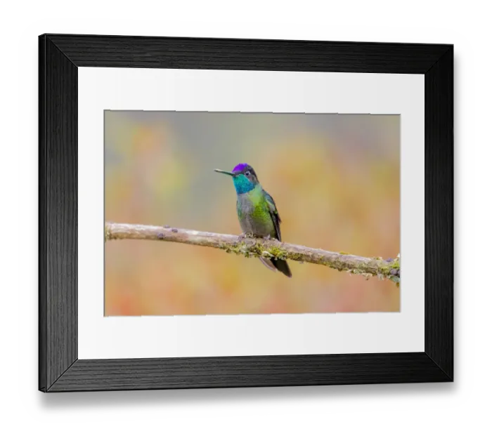 Framed Print : Central America, Costa Rica. Male talamanca hummingbird