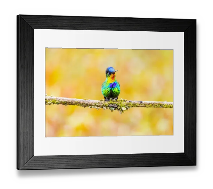 Framed Print : Central America, Costa Rica. Male fiery-throated hummingbird Framed Print : Central America, Costa Rica. Male fiery-throated hummingbird