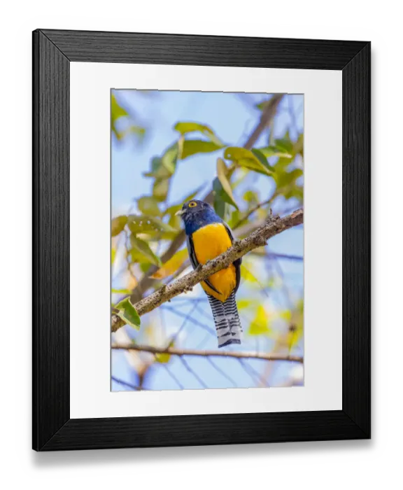 Framed Print : Central America, Costa Rica. Male gartered trogon Framed Print : Central America, Costa Rica. Male gartered trogon