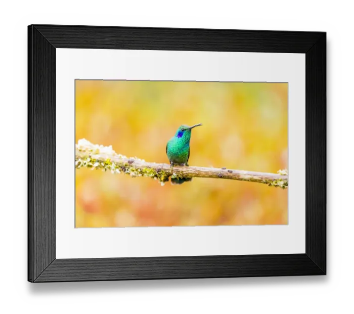 Framed Print : Central America, Costa Rica. Male lesser violetear hummingbird on limb. Credit as Framed Print : Central America, Costa Rica. Male lesser violetear hummingbird on limb. Credit as