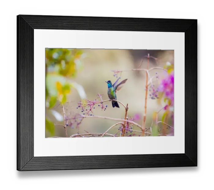 Framed Print : Central America, Costa Rica. Male talamanca hummingbird Framed Print : Central America, Costa Rica. Male talamanca hummingbird