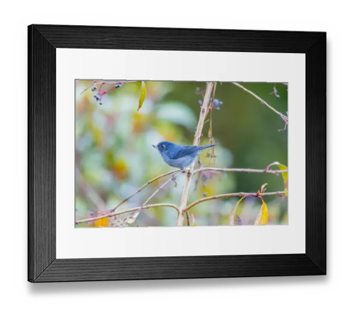 Framed Print : Central America, Costa Rica. Male slaty flowerpiercer
