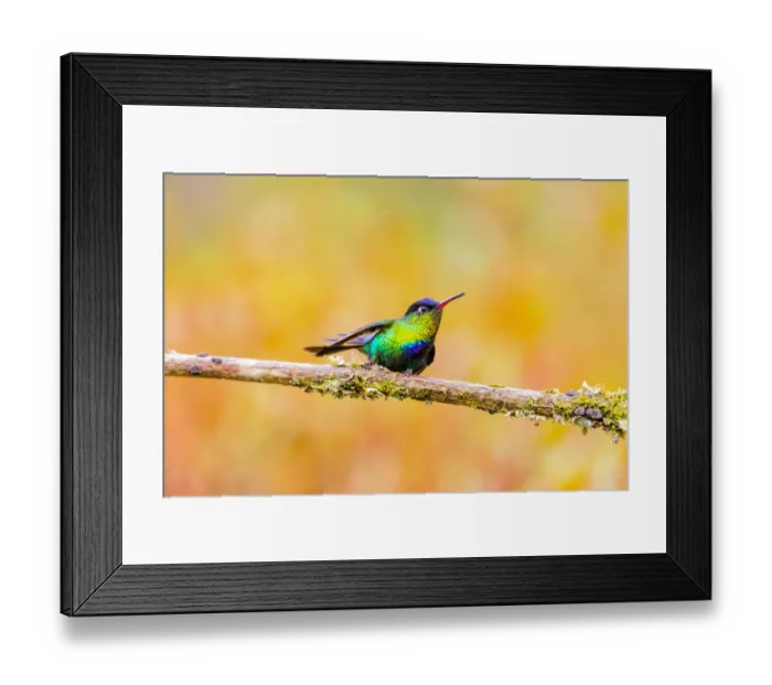 Framed Print : Central America, Costa Rica. Male fiery-throated hummingbird Framed Print : Central America, Costa Rica. Male fiery-throated hummingbird