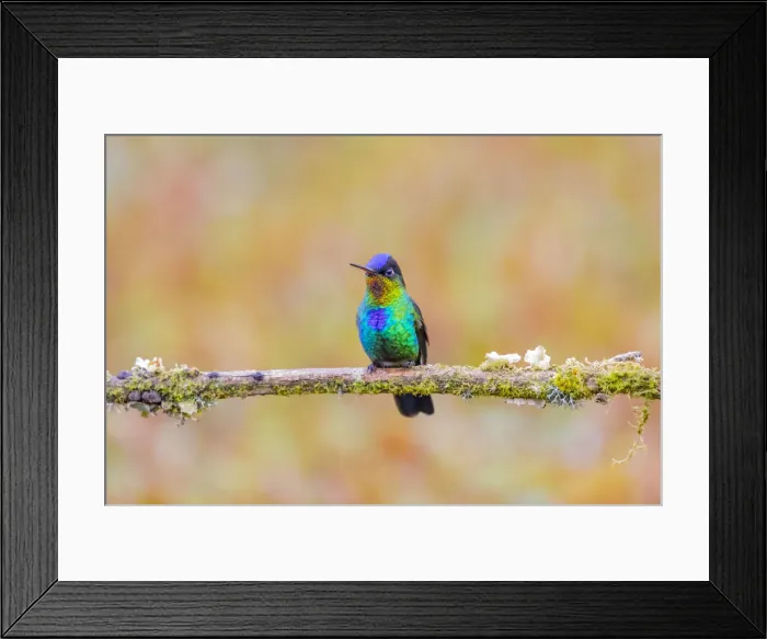Framed Print : Central America, Costa Rica. Male fiery-throated hummingbird Framed Print : Central America, Costa Rica. Male fiery-throated hummingbird