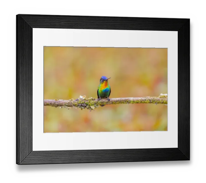 Framed Print : Central America, Costa Rica. Male fiery-throated hummingbird Framed Print : Central America, Costa Rica. Male fiery-throated hummingbird