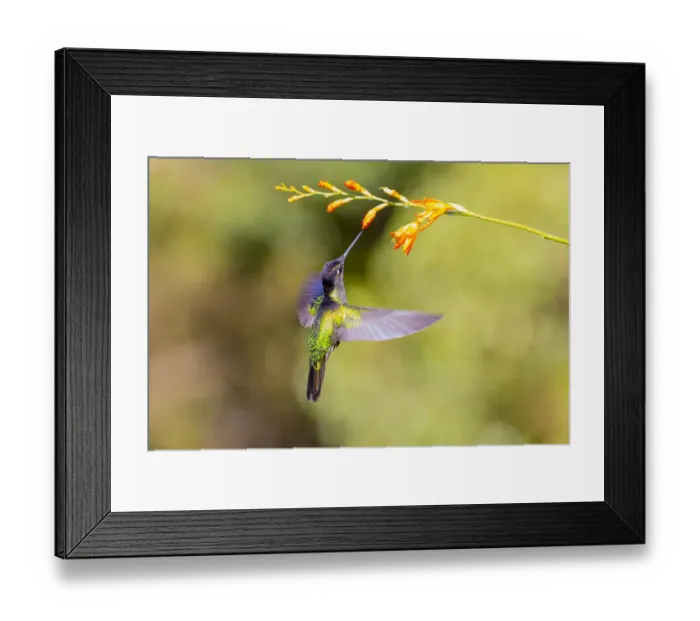 Framed Print : Central America, Costa Rica. Male talamanca hummingbird feeding