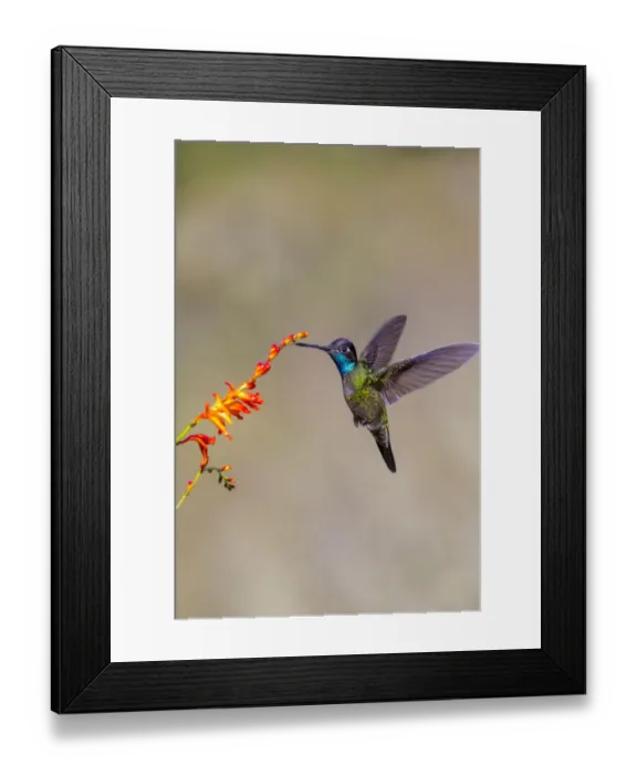 Framed Print : Central America, Costa Rica. Male talamanca hummingbird feeding Framed Print : Central America, Costa Rica. Male talamanca hummingbird feeding