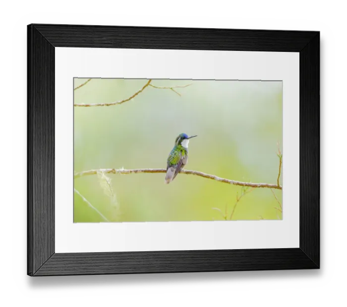 Framed Print : Central America, Costa Rica. Male grey-tailed mountaingem Framed Print : Central America, Costa Rica. Male grey-tailed mountaingem