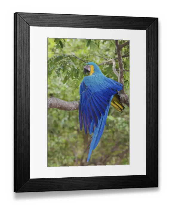 Framed Print : Blue and Gold Macaw stretching wing Framed Print : Blue and Gold Macaw stretching wing