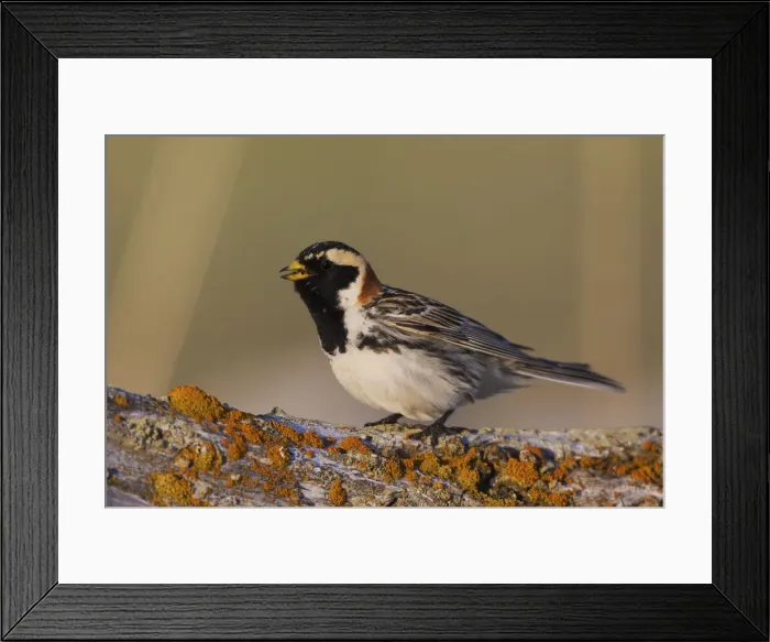 Framed Print : Lapland Longspur singing Framed Print : Lapland Longspur singing