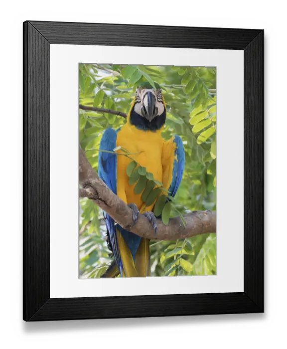 Framed Print : Blue and Gold Macaw