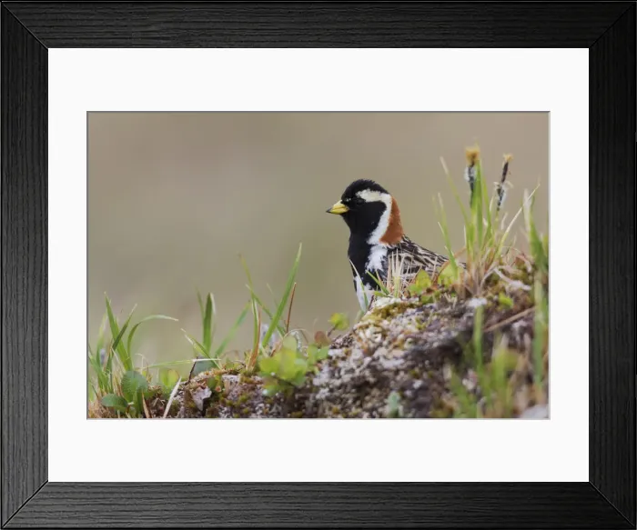 Framed Print : Lapland Longspur, arctic tundra Framed Print : Lapland Longspur, arctic tundra