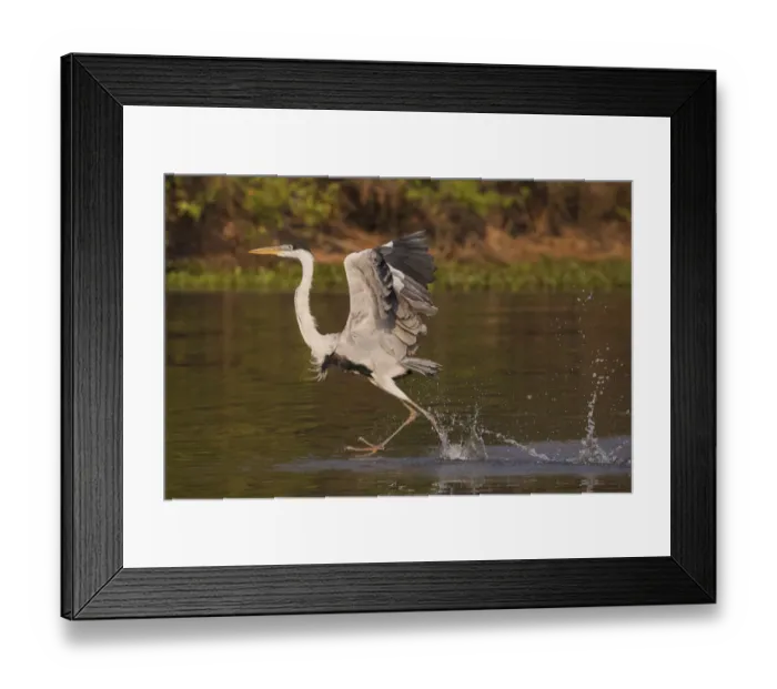 Framed Print : Cocoi Heron, walking on water Framed Print : Cocoi Heron, walking on water