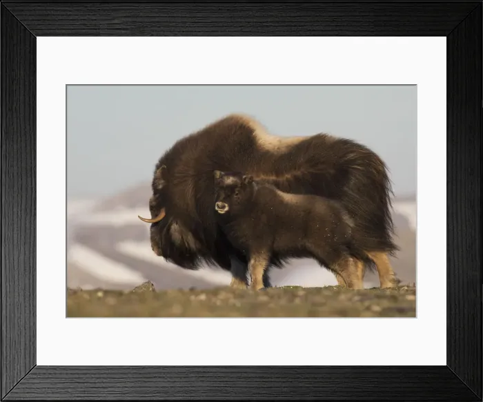 Framed Print : Musk Ox with calf Framed Print : Musk Ox with calf