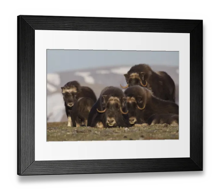 Framed Print : Musk Ox herd resting Framed Print : Musk Ox herd resting