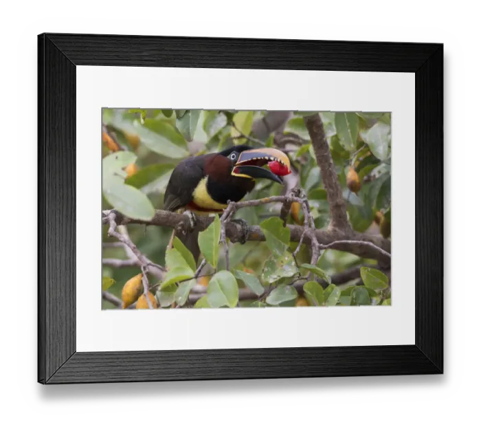 Framed Print : Chestnut-eared Aracari with meal