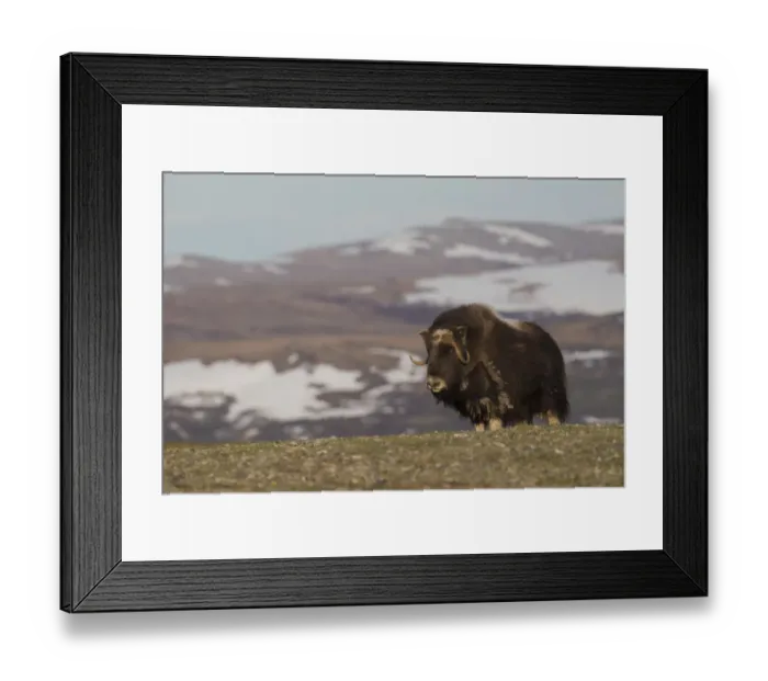 Framed Print : Musk Ox, Arctic tundra