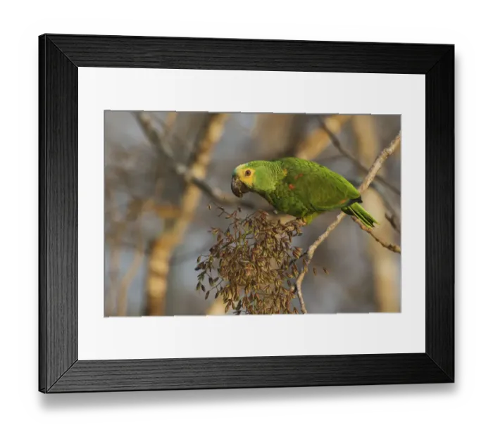 Framed Print : Blue-fronted Parrot eating seeds