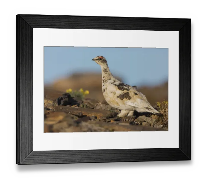 Framed Print : Rock Ptarmigan, Arctic tundra Framed Print : Rock Ptarmigan, Arctic tundra