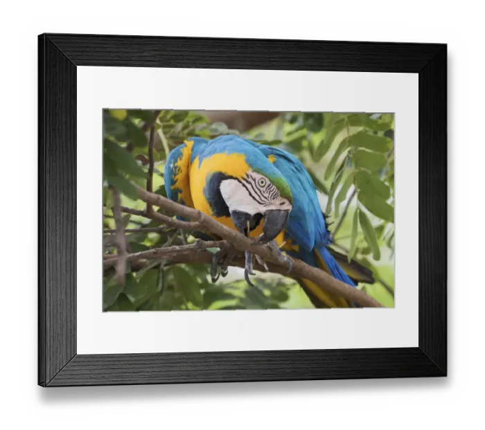 Framed Print : Blue and Gold Macaw pruning tree branch