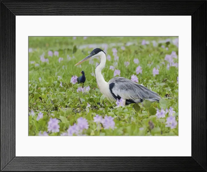 Framed Print : Cocoi Heron stalking through the flowering wetlands