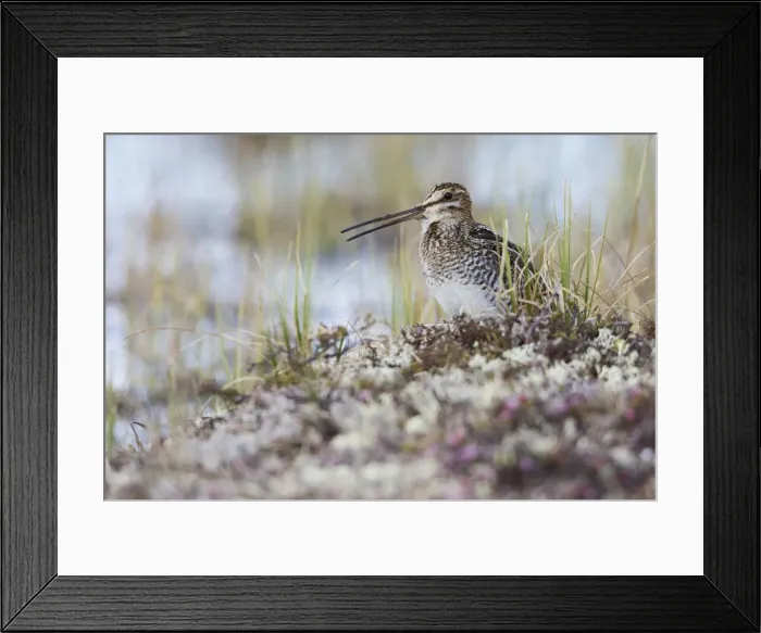 Framed Print : Common Snipe calling Framed Print : Common Snipe calling